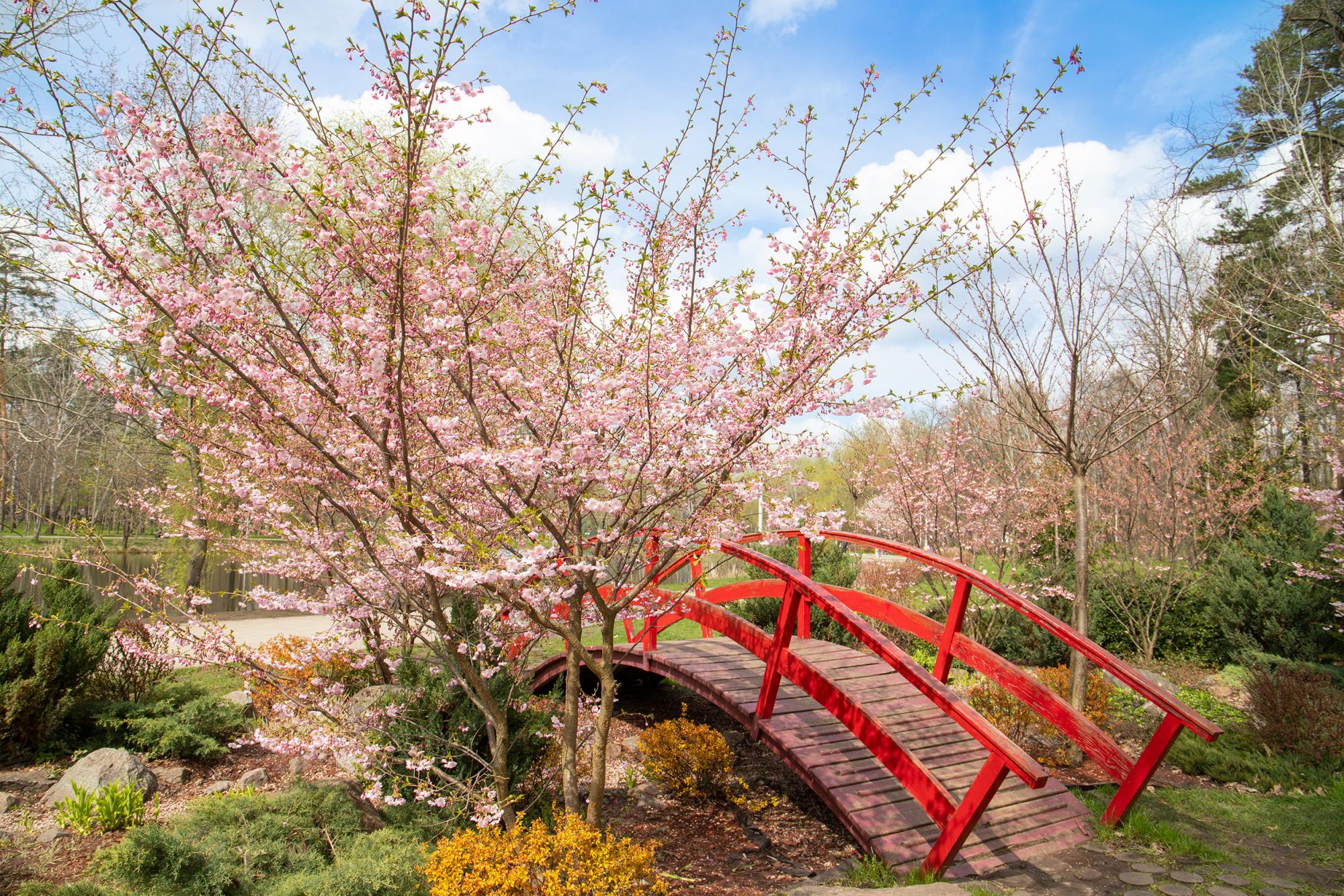 У Києві розцвіли магнолії і сакури: де побачити цю красу
